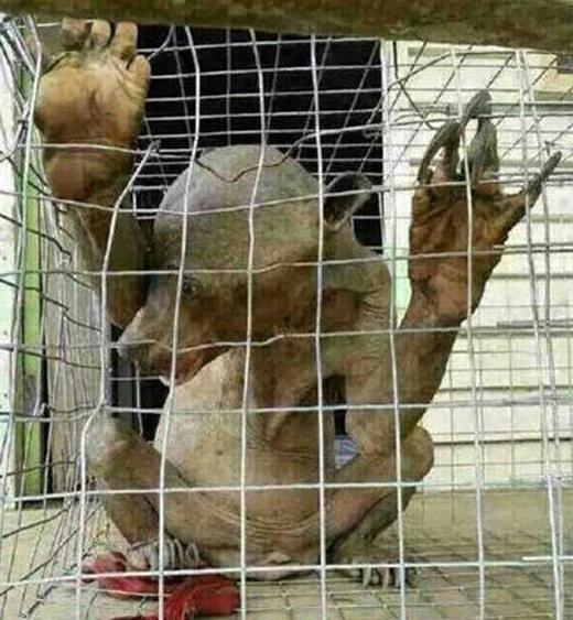 湛江<em>茂名</em> 水鬼 原是马来熊 <em>发型</em>对动物也很重要