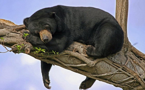 湛江<em>茂名</em> 水鬼 原是马来熊 <em>发型</em>对动物也很重要