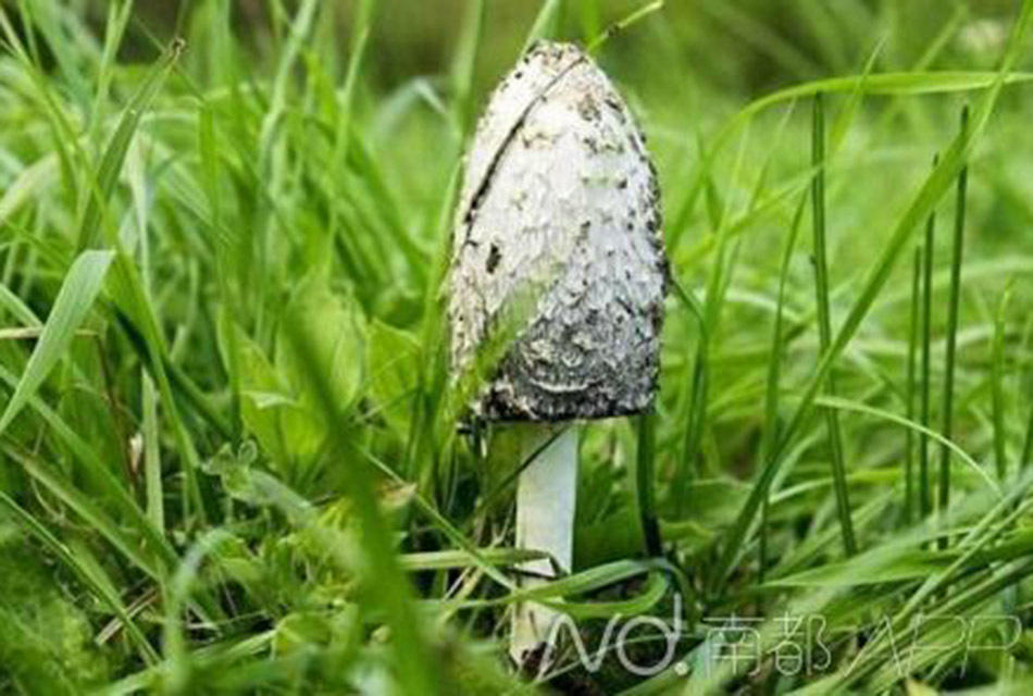 广东98%蘑菇中毒死亡因白毒伞1两可致命