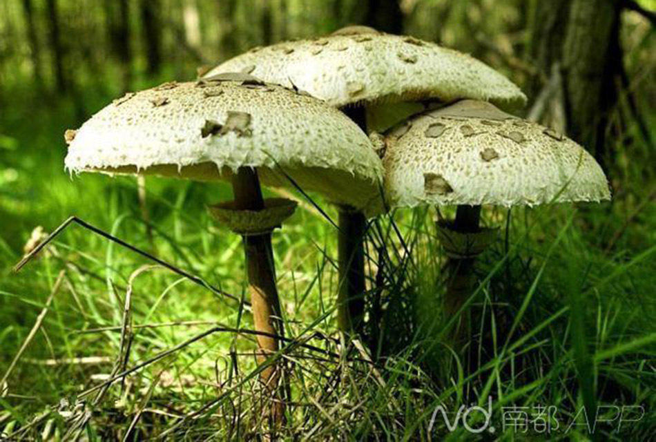 广东98%蘑菇中毒死亡因白毒伞 1两可致命