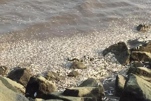  珠海 情侣路 现大量死鱼  绵延两公里_广东新闻_