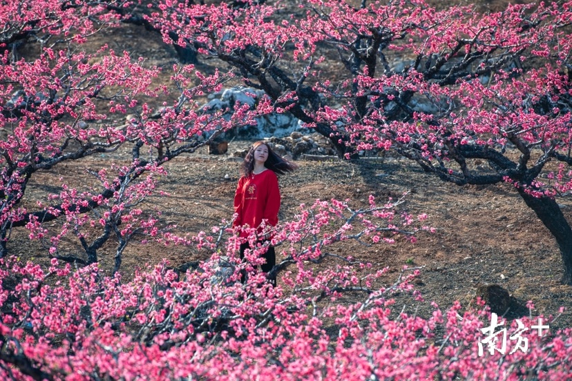 2月15日，广东河源连平县上坪镇万亩桃花竞相绽放，宛如一片粉红花海。秋歌 摄