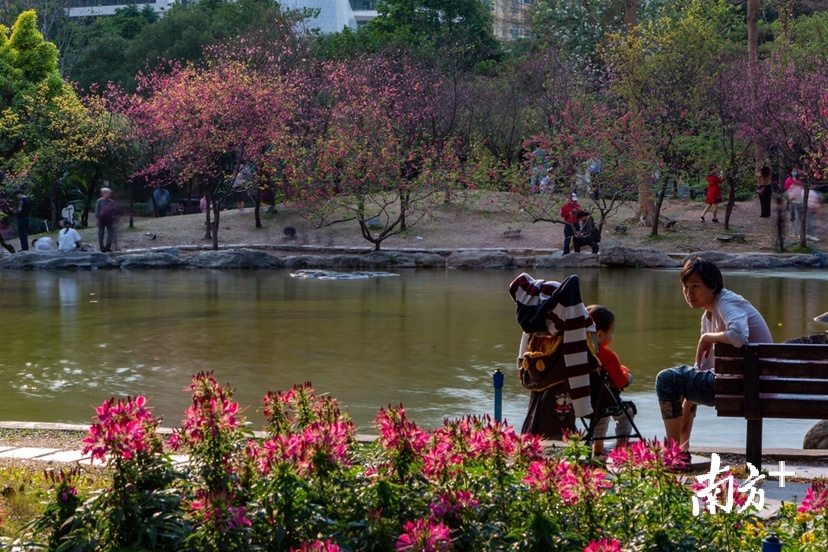 2月16日，广州花城广场桃花盛开，游人如织。 生而幸之 摄