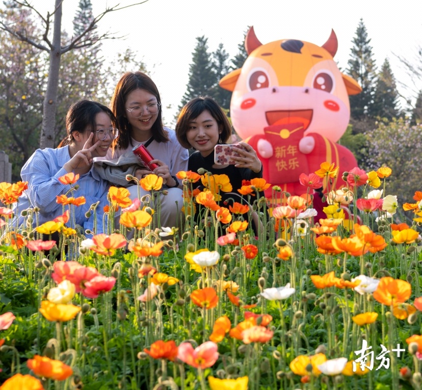 2月15日，广州云台花园花香四溢游人如织。 慢打秋千 摄