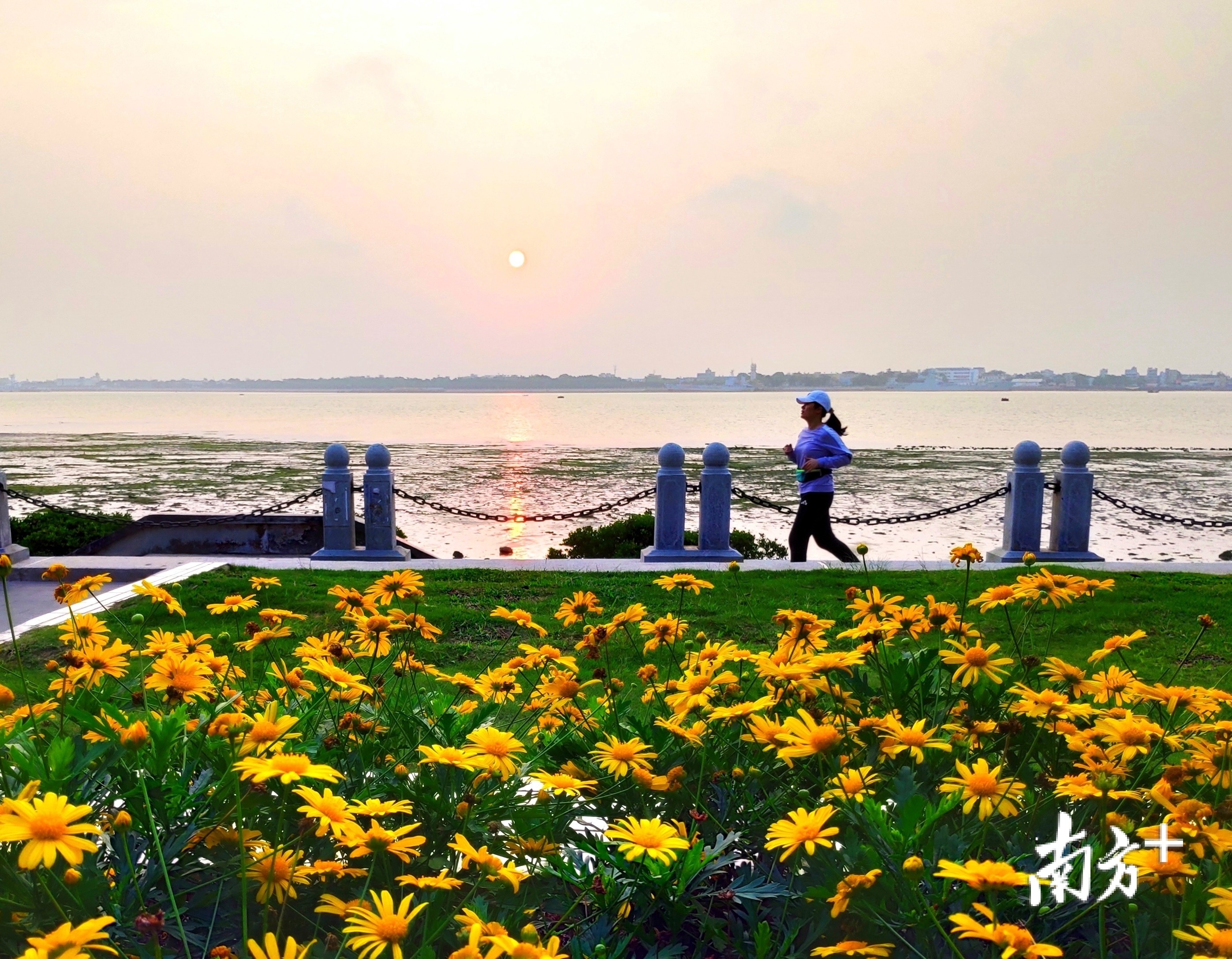 3月12日，湛江海湾久违的日出重现，市民在花团锦簇的霞山观海长廊绿道上晨跑。 陈永锋 摄