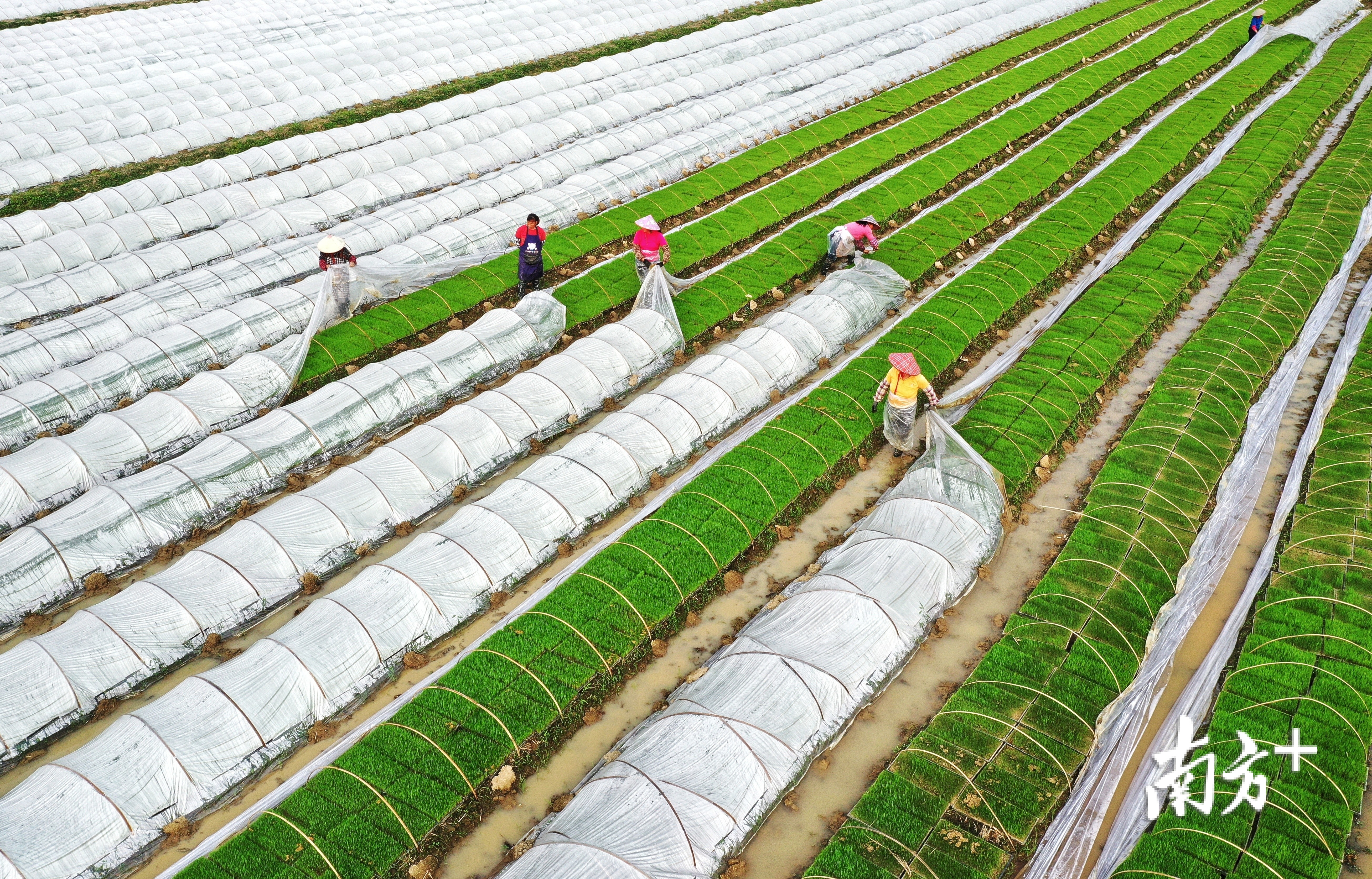 3月11日，广州从化鳌头镇中塘村一千三百多亩香米种植基地，正在育苗中。吉大师 摄