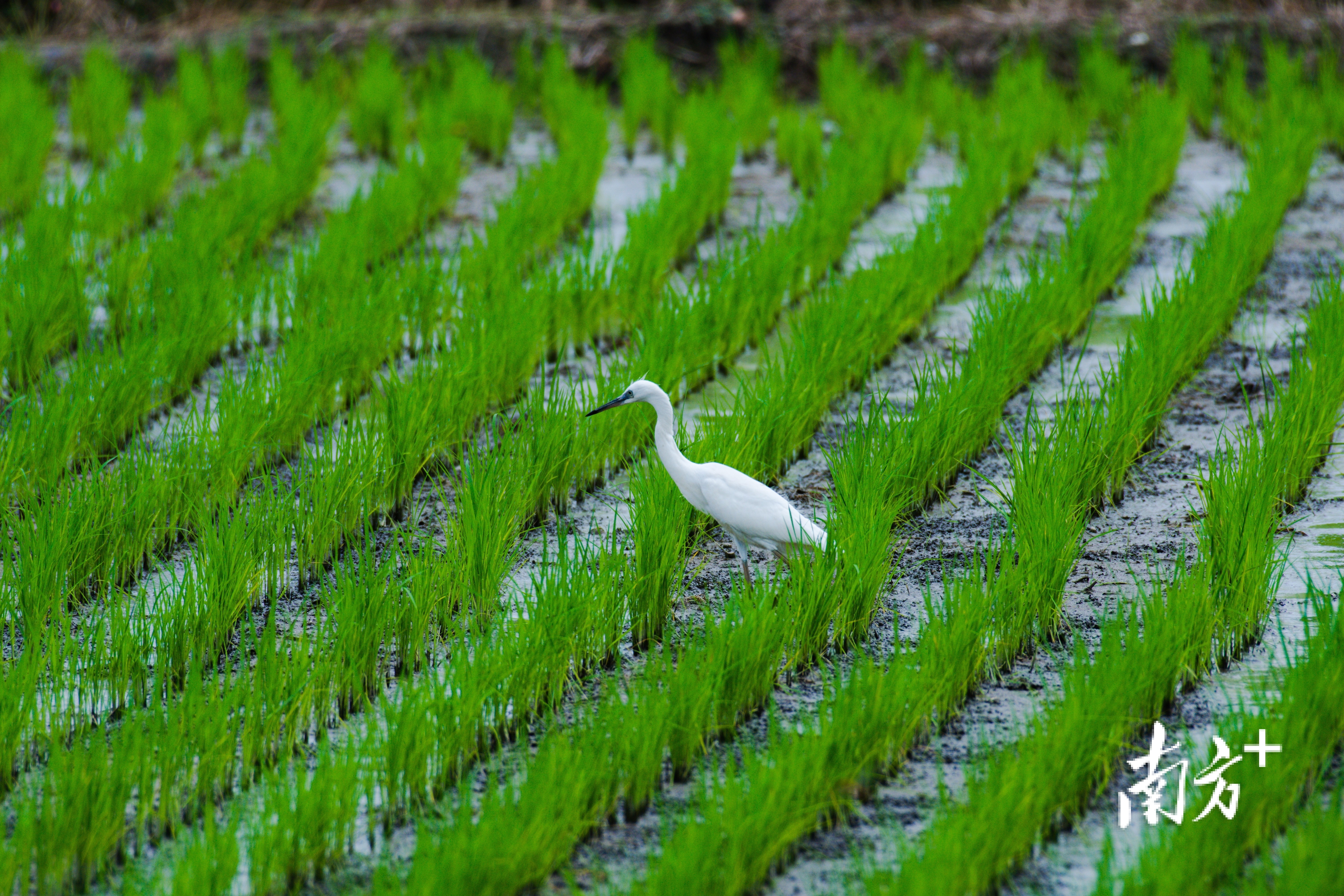 8月7日，珠海斗门沙龙村一只白鹭在田间觅食。小溪之花 摄