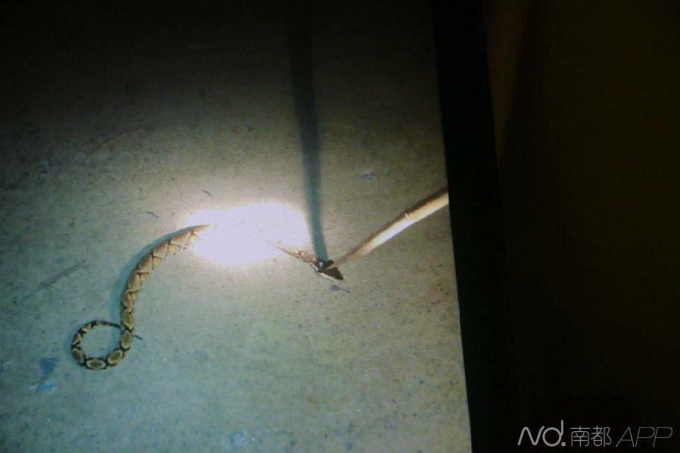 五步蛇在惠州多地作恶 致一死一伤