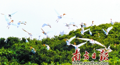 雷州半岛生态修复工程今年开始实施 20年初步