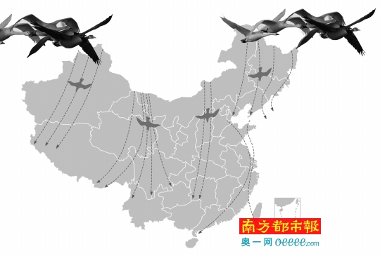 候鸟迁徙血色之路 广东今年已清缴2万多米捕鸟