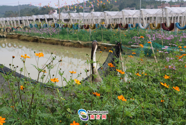 博罗:农村变美了、农民变富了、农产品变甜了