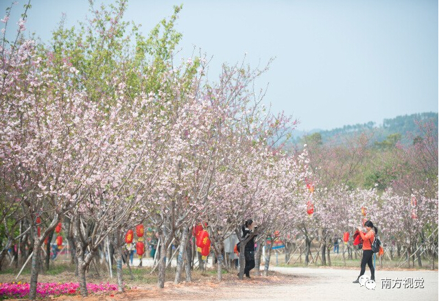 天适樱花悠乐园位于从化区城郊街西和村,目前已是华南地区规模最