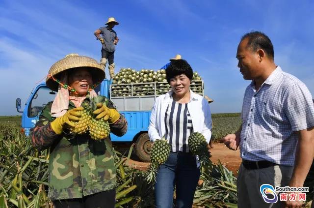 徐闻菠萝价格回落 菠萝姐出马帮果农渡难关