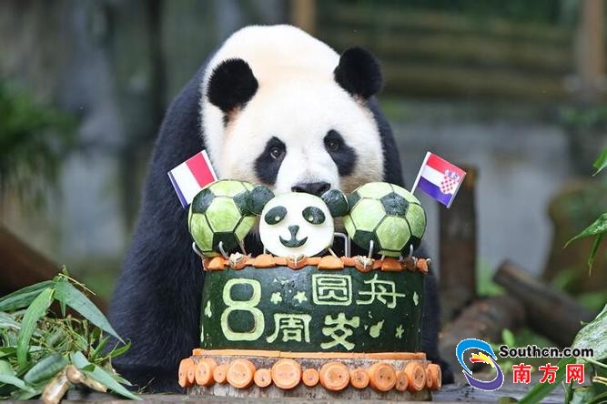 深圳野生动物园的大熊猫圆舟8周岁啦