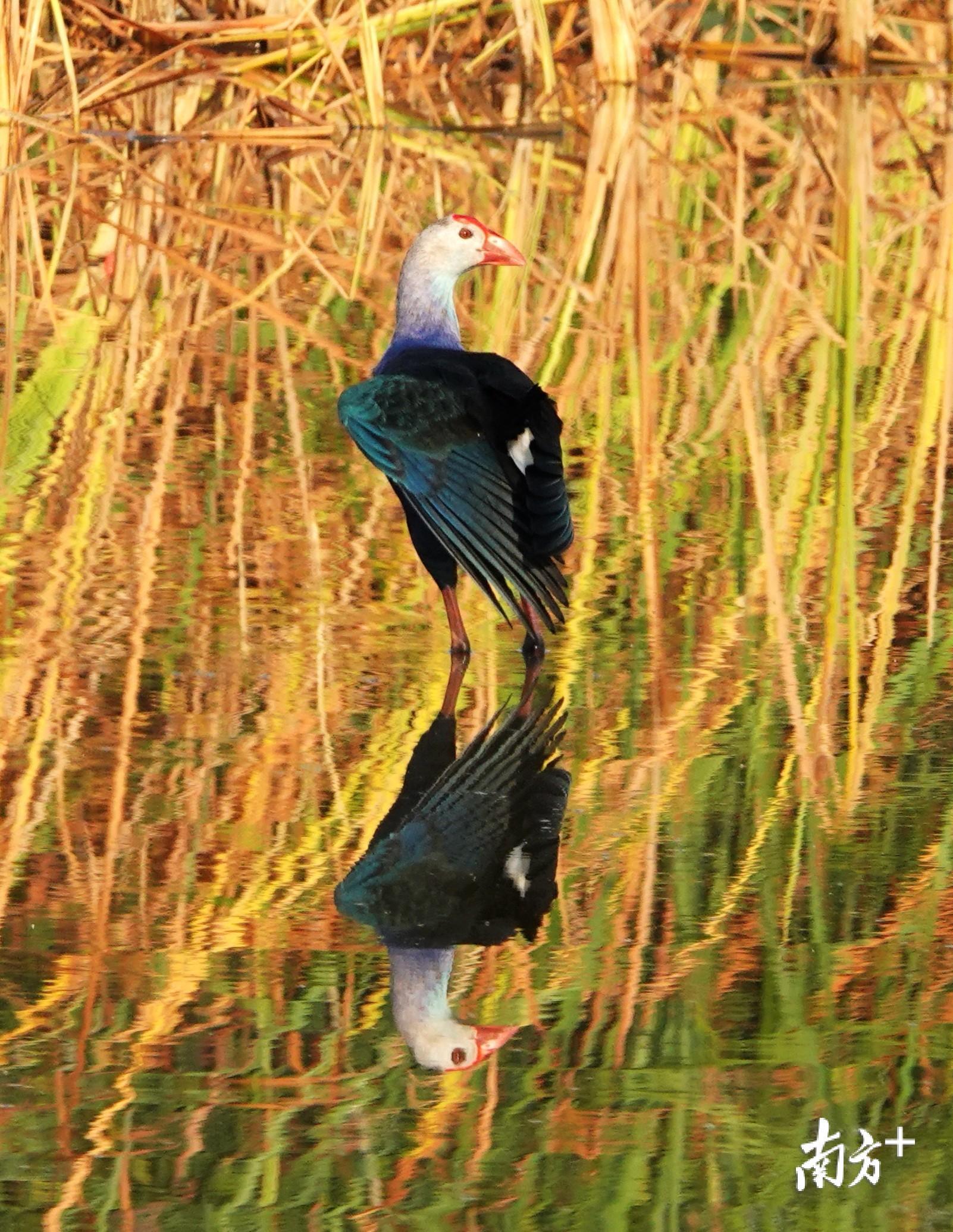12月初，汕头市澄海区的湿地边，紫水鸡觅食嬉戏。白仁 摄