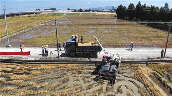 【高质量发展】1404公斤！江门打破全国双季稻亩产纪录