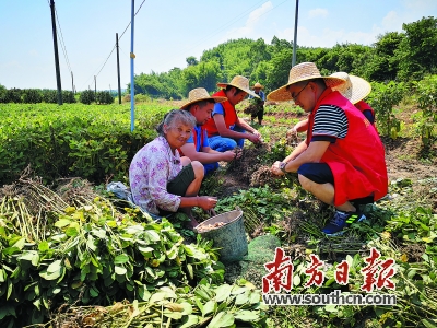 韶关仁化打造花生产业扶贫示范片，带动农户参与种植