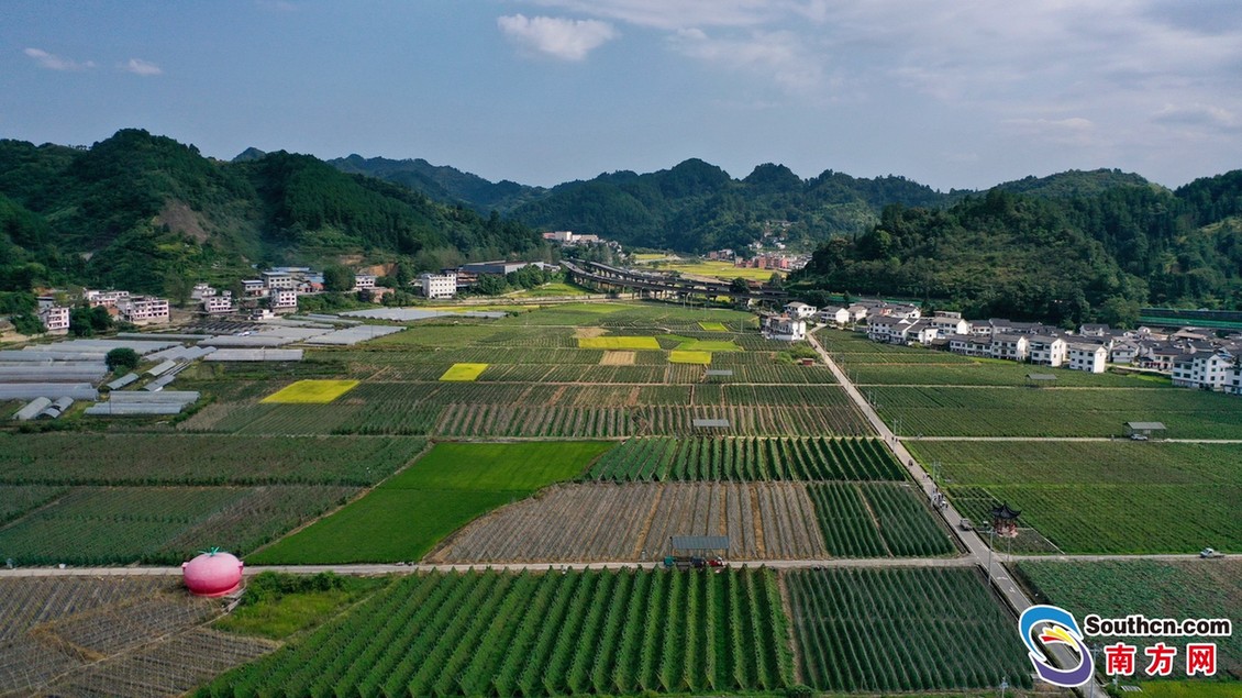 贵州都匀良田坝：装满大湾区的菜篮子，装满村民的“钱袋子”