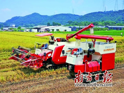华南农业大学水稻无人农场产出首批大米，亩产558.6公斤