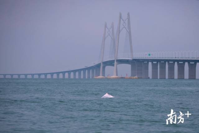 幸运！港珠澳大桥附近邂逅中华白海豚，足足10余头