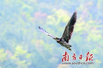 南岭又见“世界上最神秘的鸟”