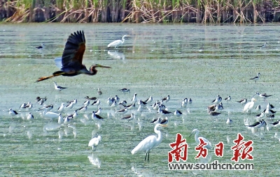 超20万只候鸟飞临广东 2020广东候鸟护飞行动启动