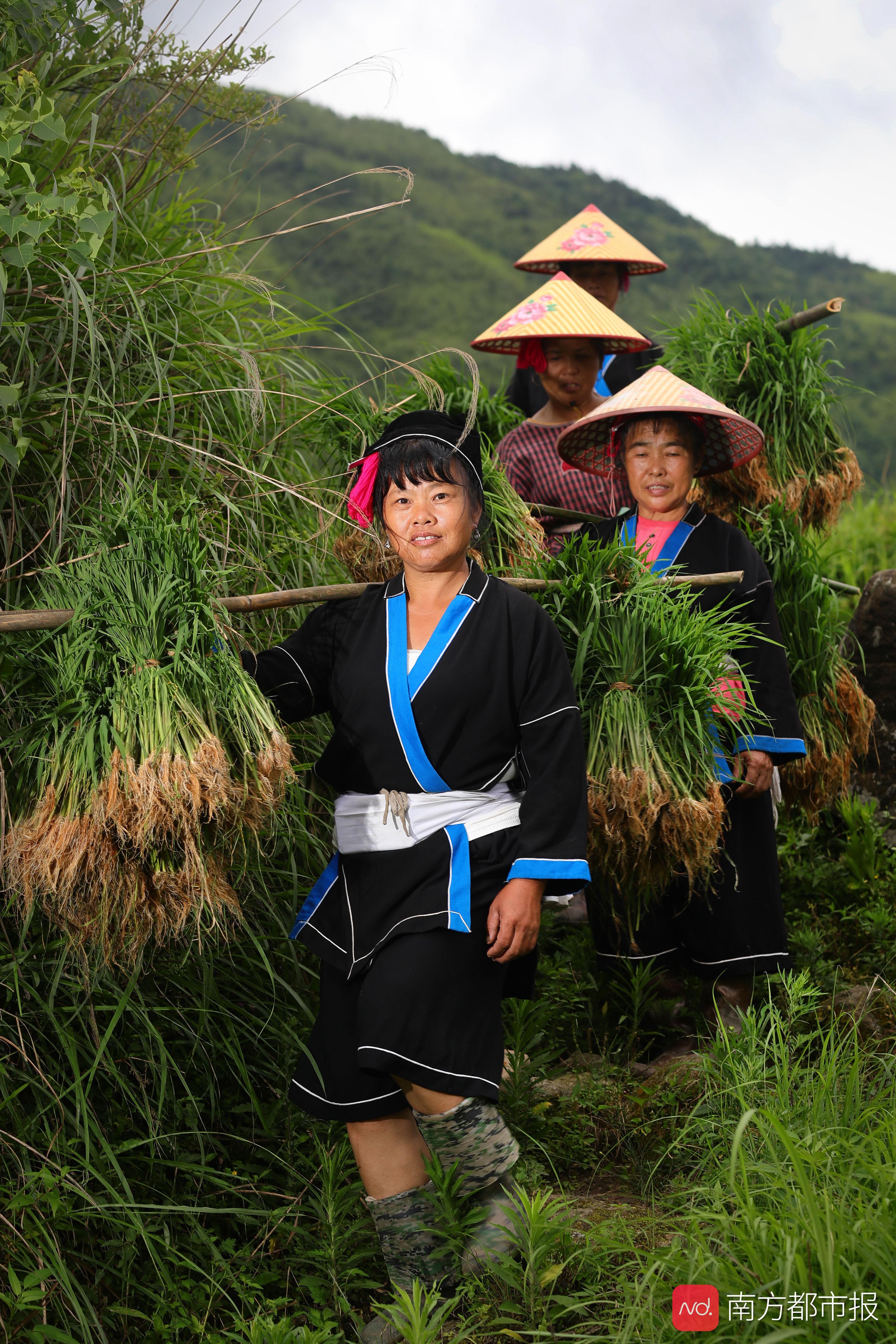 刀耕马背，连南瑶族妇女带领村民重上梯田，种植有机稻脱贫