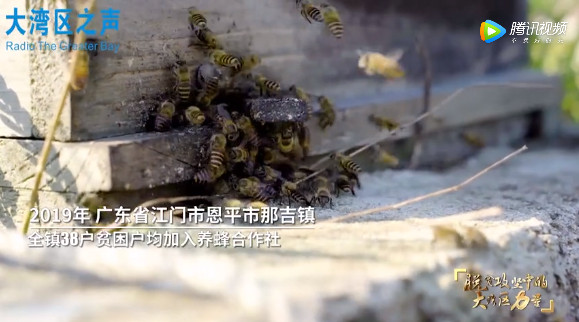 脱贫攻坚 | 荔枝蜜、龙眼蜜、鸭脚木蜜……小镇脱贫的“蜜”诀都在这里