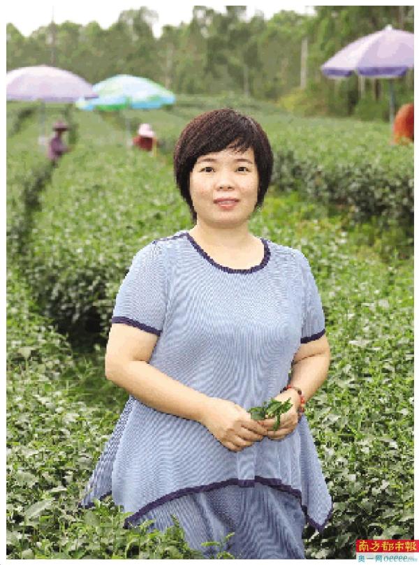她带动家乡茶业形成全产业链：返乡带动家乡人致富，茗皇茶成“扶贫茶”