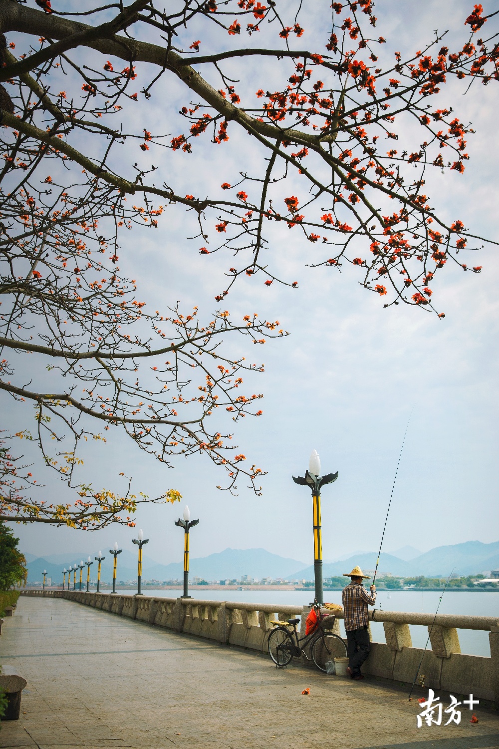2月15日，潮州韩江两岸，万物复苏，木棉花开，春天来啦。 东山月 摄