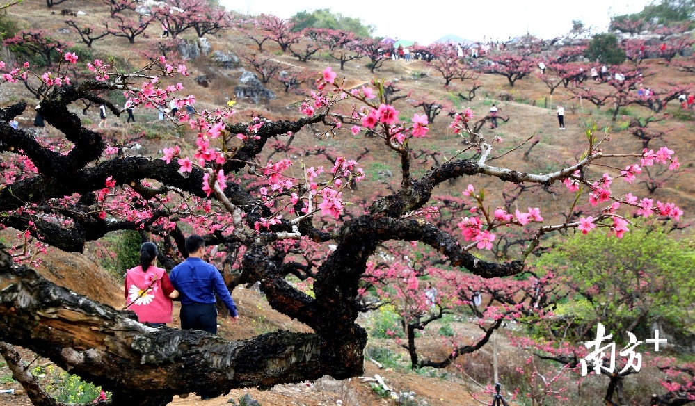 2月16日，广东连平县上坪万亩鹰嘴桃花竞相开放、分外妖娆，众多游客踏青赏花。青棵 摄