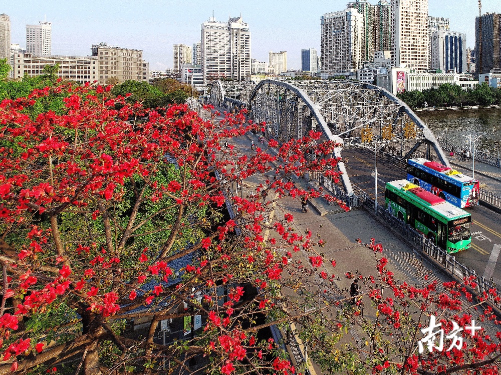 2月17日早晨，广州海珠桥旁的木棉花盛放，喜迎新春。 健仔 摄