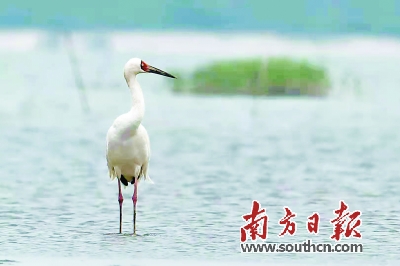 珍稀动物白鹤现身珠海