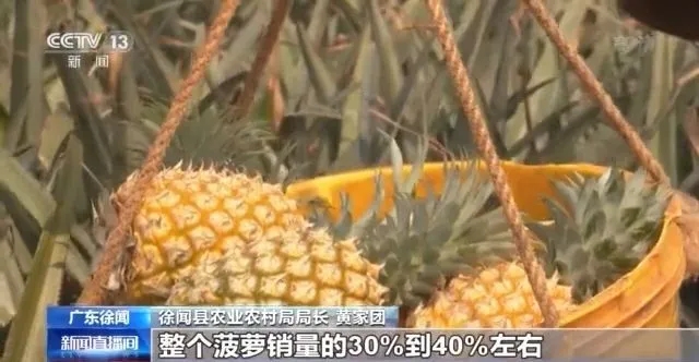 “菠萝的海”爆火，全国采购商涌入广东这个小城……