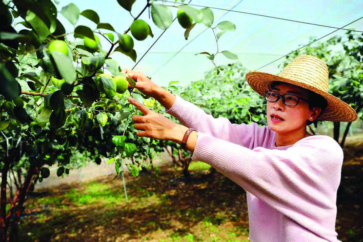 【小康故事】惠州惠城许雪珍：种植小青枣 铺就甜蜜路