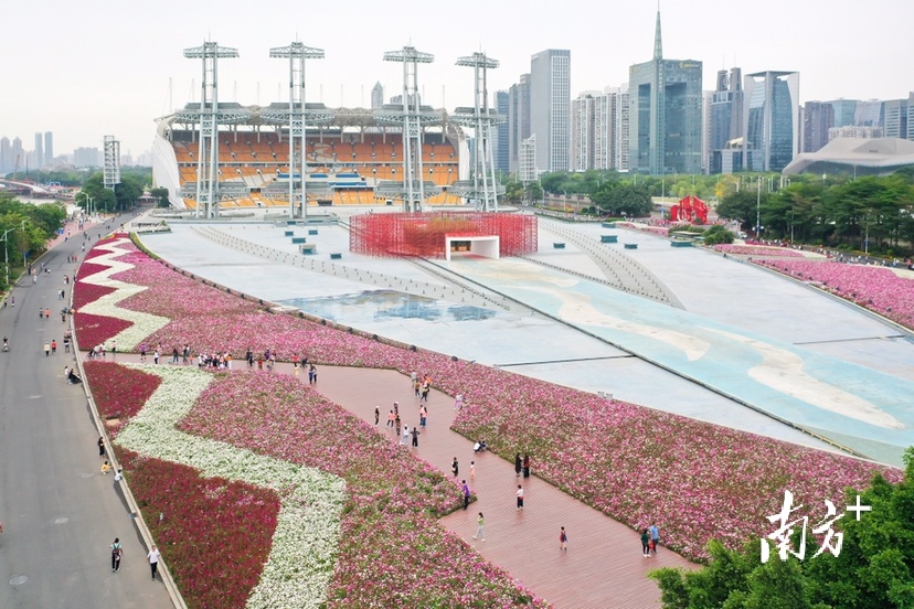 4月7日，广州海心沙的波斯菊竞相开放。 生而幸之 摄