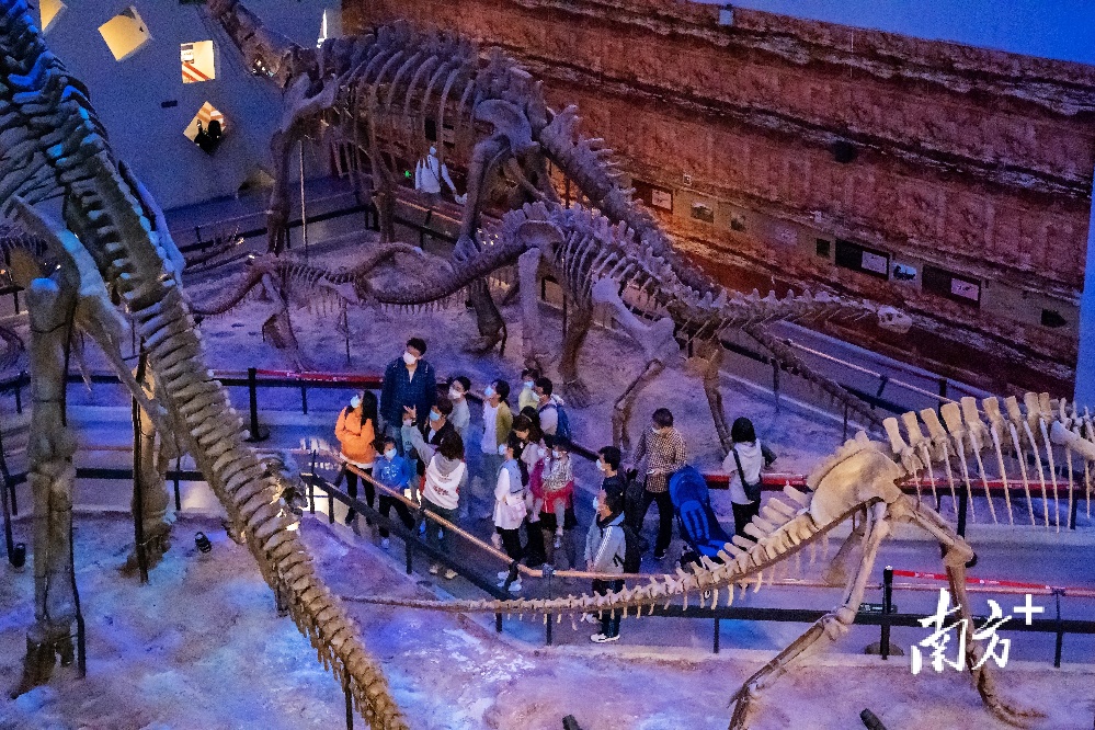 4月9日，广州博物馆讲解员正在为游客讲解恐龙化石知识。 7c拍影 摄