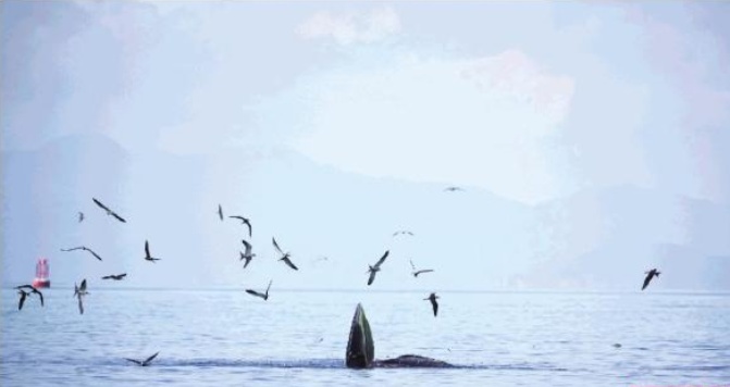 【先行示范区】守护“小布”！深圳大鹏将建立常态机制护鲸