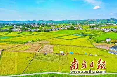 梅州兴宁种粮大户推广高产量高品质丝苗米，带动农户致富奔康