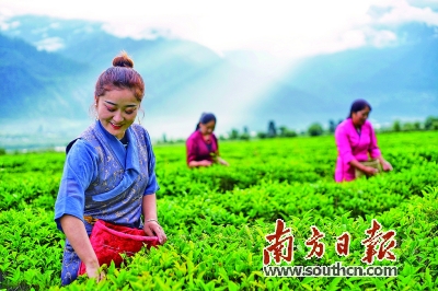 广东援藏引入“企业+基地+茶农”农业产业化模式