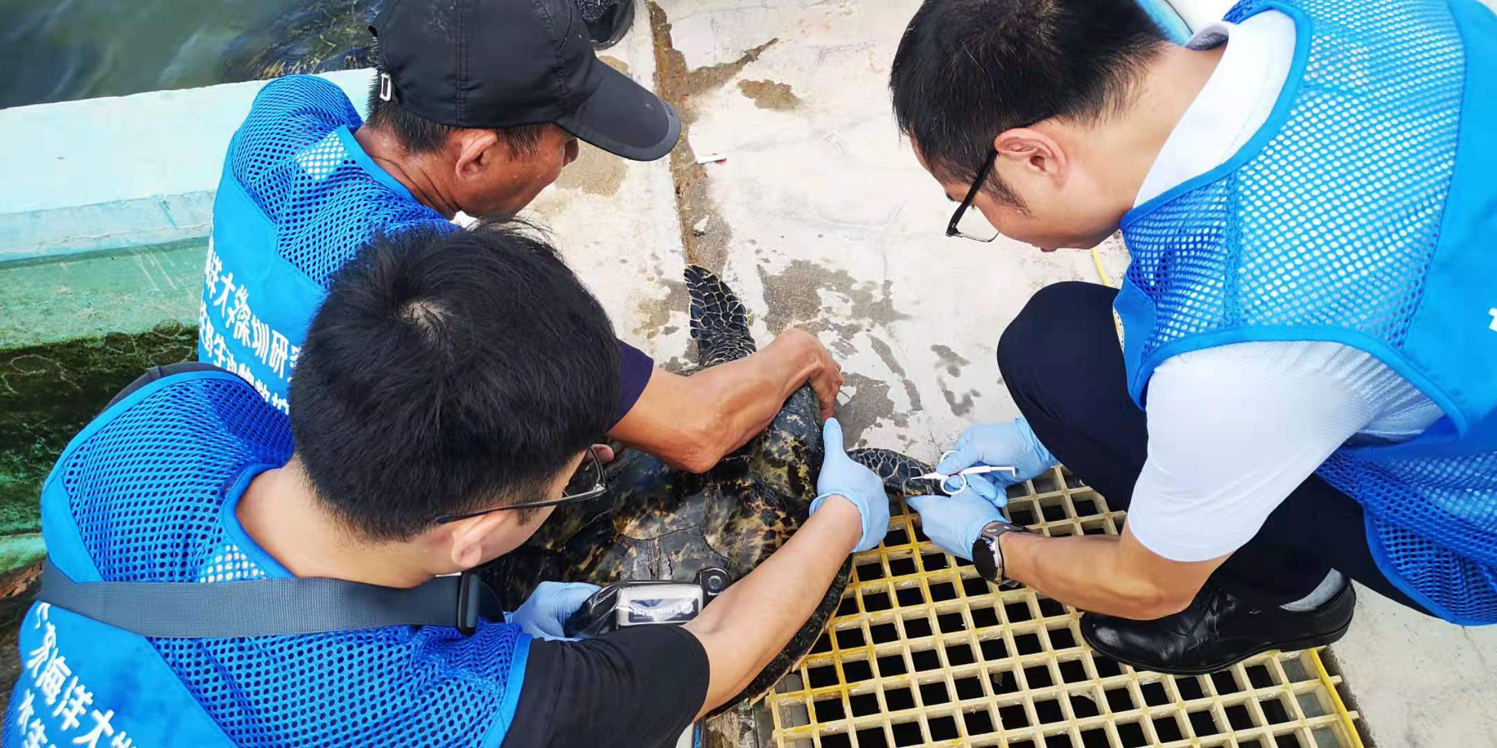【一线实践】深圳救助的海龟有了“电子身份证”