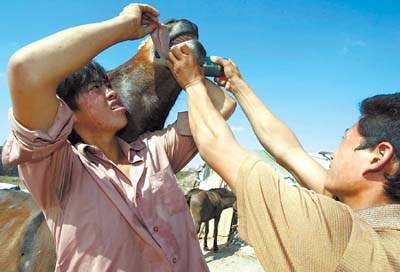 行走在城市边缘的马帮者的不平凡的生活·广