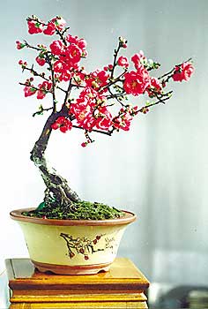 2003春节情报搜查·广东新闻联播·走马市场