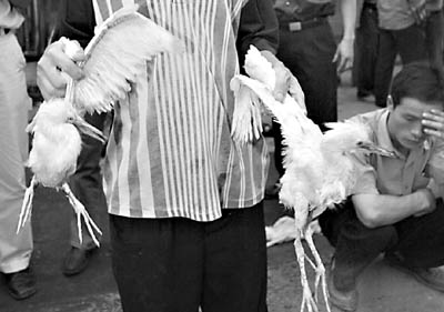 广东新闻:吃野生动物合不合法?违规者可被罚款