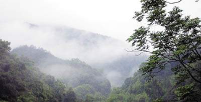 广东新闻:野生华南虎踪迹近日频现广东粤北深