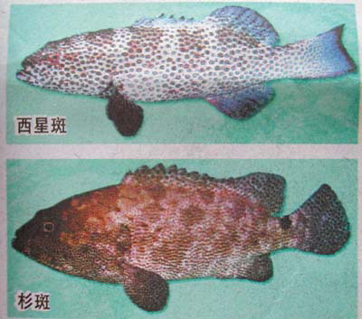 南方网讯 近日,在广东部分城市发生了多起因进食含有"雪卡毒素"虎斑鱼
