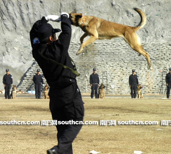 配合默契·广东新闻·南方网