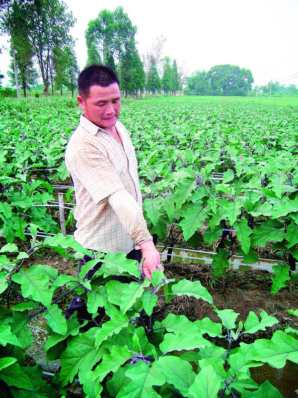 江门对口帮扶翁源仙北村 发动450农户组建蔬菜