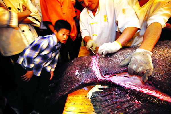 汕尾罕见巨型龙趸鱼运来深圳