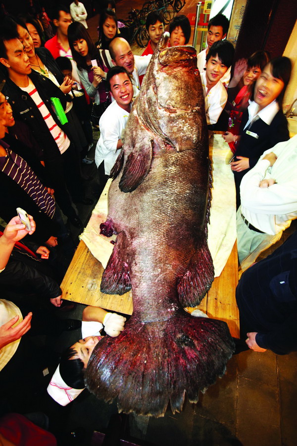 543斤大鱼一天入腹 汕尾罕见巨型龙趸鱼运来深